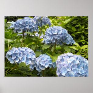 Poster Hydrangeas Bleus Nuancés