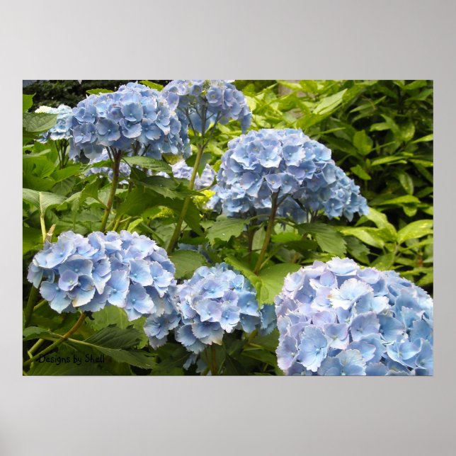 Poster Hydrangeas Bleus Nuancés (Devant)