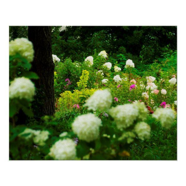 Poster Hydrangeas Limelight dans mon jardin Rubio (Devant)