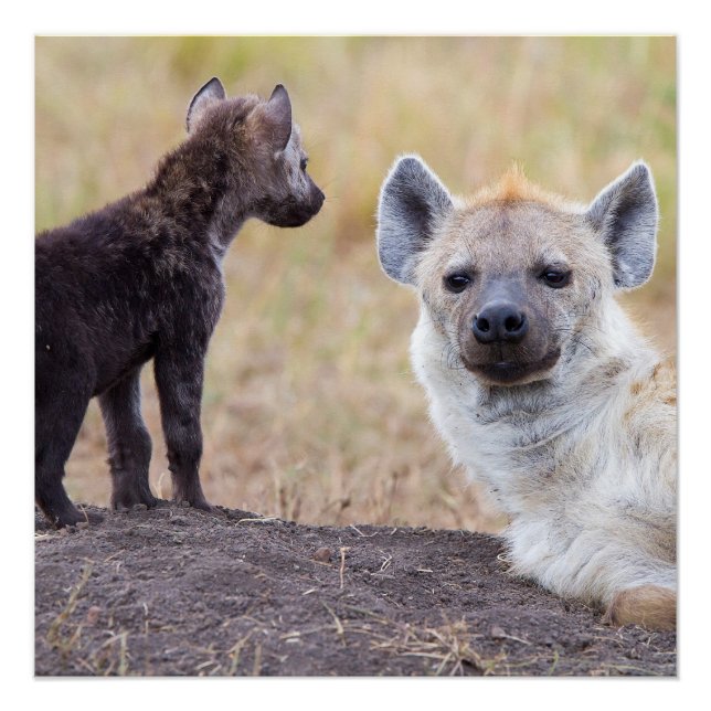 Poster Hyena avec jeune (Devant)