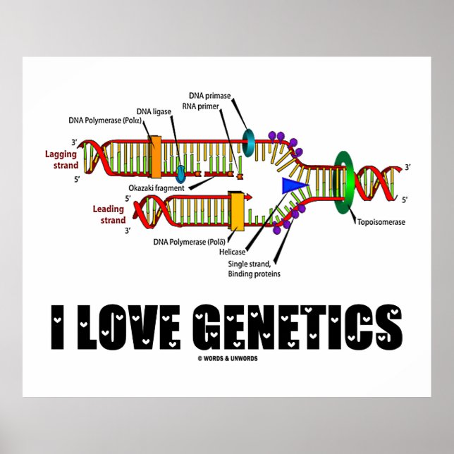 Poster I Love Genetics (réplication de l'ADN) (Devant)