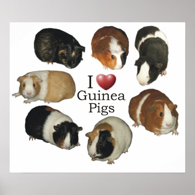 Poster I Love Guinea Pigs (Devant)