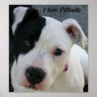 Poster I Love Pitbulls