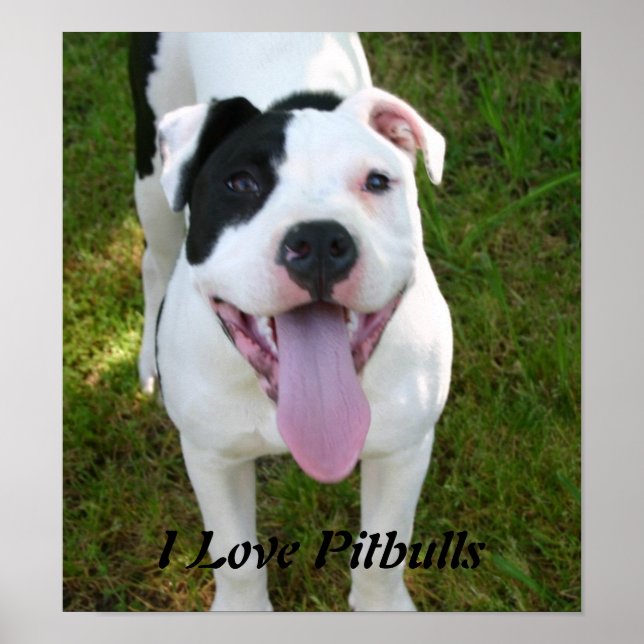 Poster I Love Pitbulls (Devant)