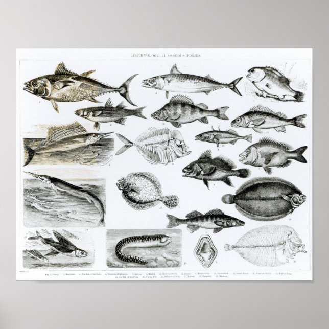 Poster Ichthyologie Poissons osseux (Devant)