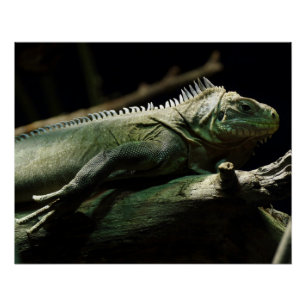 Poster Iguana délicatissima