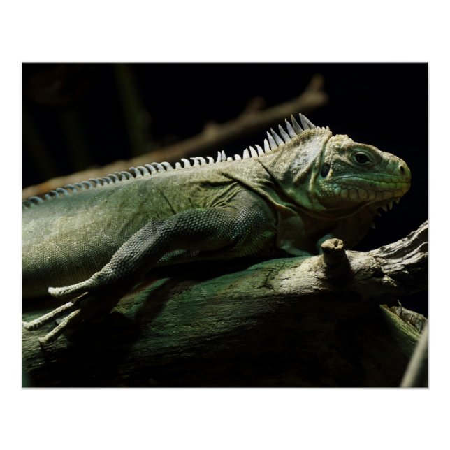 Poster Iguana délicatissima (Devant)