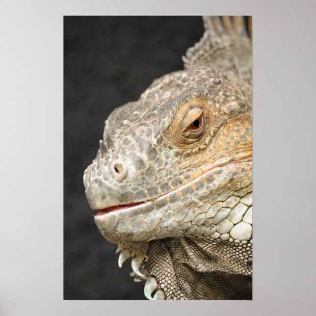 Poster iguane (Devant)