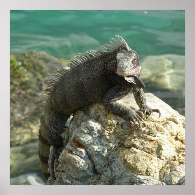Poster Iguane sur les rochers à St. Thomas (Devant)