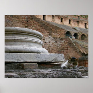 Poster il gatto