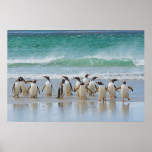 Poster Îles Falkland. Île Saunders. Gentoo
