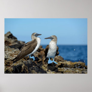 Poster Îles Galapagos, île d'Isabela