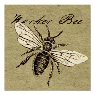 Poster Illustration Antique d'Abeille Ouvrière Insecte Vi