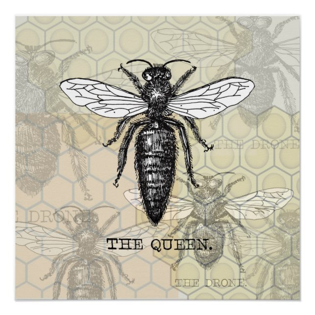 Poster Illustration Antique d'Insecte de Bourdon Reine Ab (Devant)