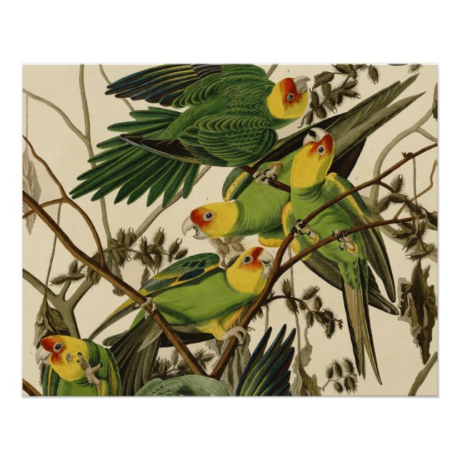 Poster Illustration Audubon Carolina Parrot Bird (Devant)