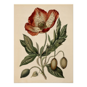 Poster Illustration botanique vintage du pavot