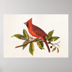 Poster Illustration cardinale vintage d'oiseau de chanson