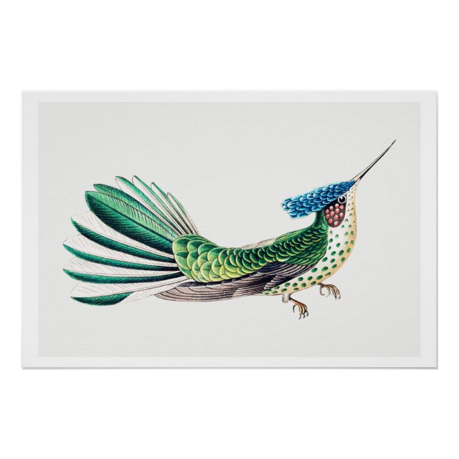 Poster Illustration colorée de colibri (Devant)