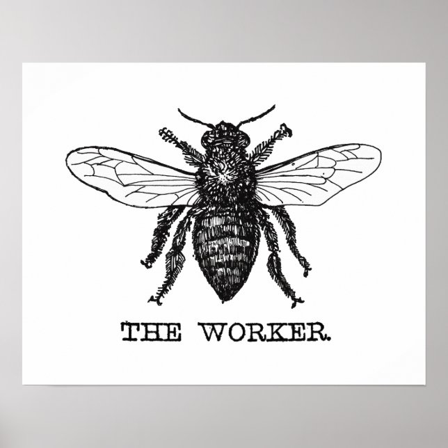 Poster Illustration d'abeille ouvrière vintage (Devant)