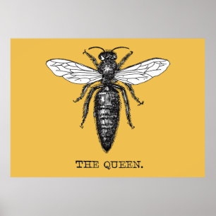 Poster Illustration d'antiquité de l'insecte de la reine 