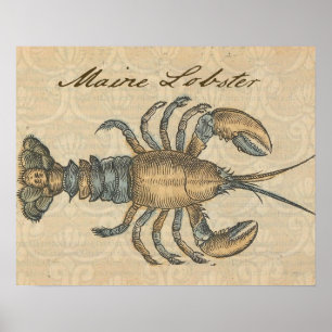 Poster Illustration de homard antique Maine fruits de mer