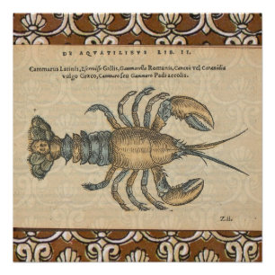 Poster Illustration de homard, fruits de mer du Maine