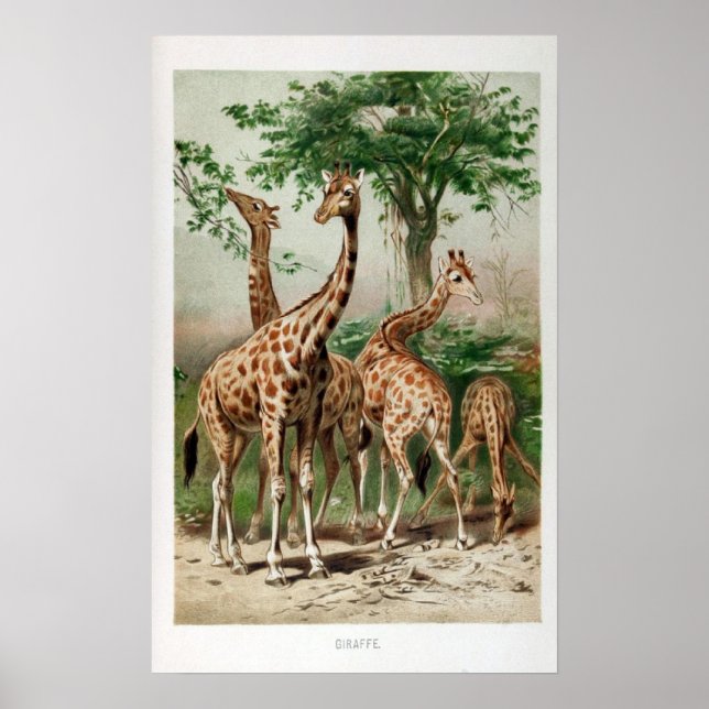 Poster Illustration de la girafe vintage Imprimer/poster (Devant)