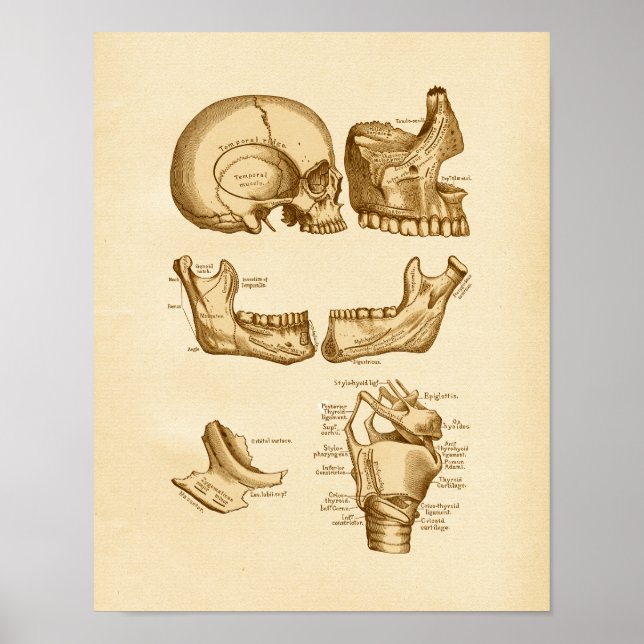 Poster Illustration de l'anatomie vintage os du crâne (Devant)