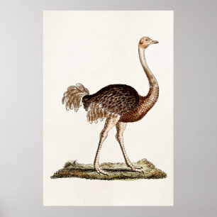 Poster Illustration de l'autruche vintage Ostriches rétro