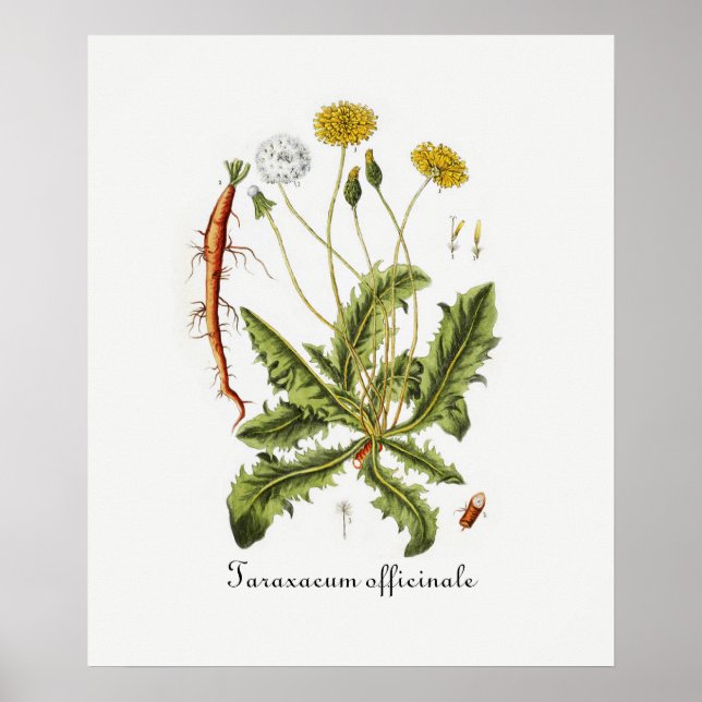 Poster Illustration de pissenlit vintage (Devant)