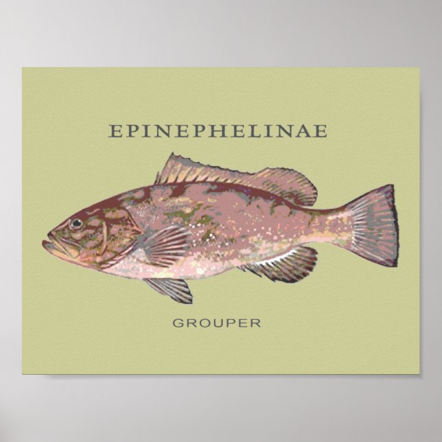 Poster Illustration de poisson mérou (Devant)