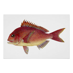 Poster Illustration de poisson vintage : am de mer rouge