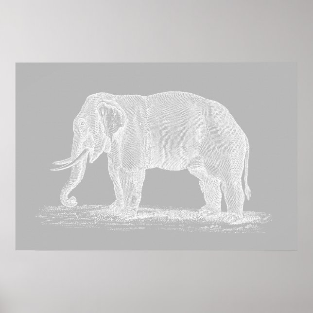 Poster Illustration de White Elephant Vintage 1800 (Devant)