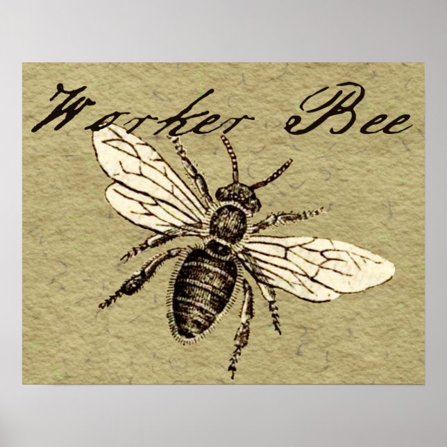 Poster Illustration d'insecte abeille ouvrière (Devant)