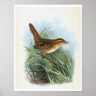 Poster Illustration d'oiseau Vintage porté par le carex