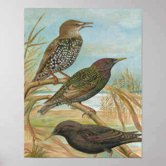 Poster Illustration d'oiseau Vintage Starlings