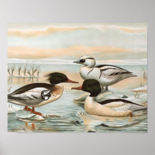 Poster Illustration d'oiseaux Vintages de Mergansers