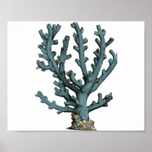 Poster Illustration du corail de mer antique