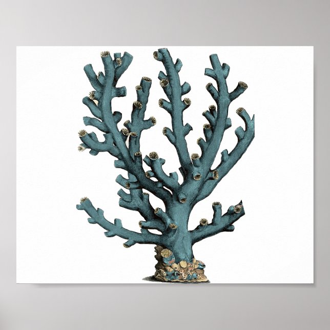 Poster Illustration du corail de mer antique (Devant)