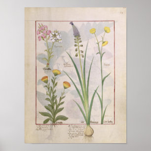 Poster Illustration du 'livre des médecines simples
