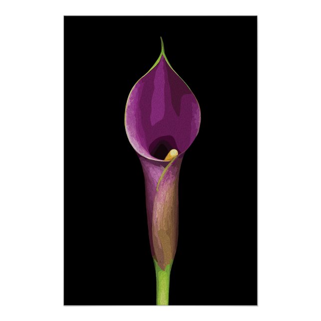 Poster Illustration élégante de lys calla violet (Devant)