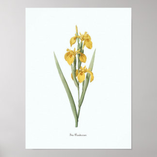 Poster Illustration florale vintage Art botanique Imprime