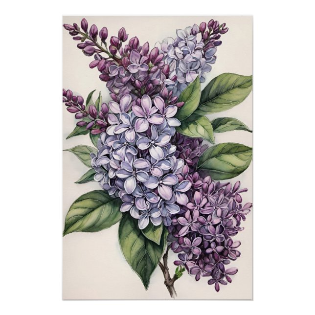 Poster Illustration Lilacs Purple Lilac Bush (Devant)