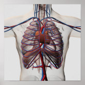 Le squelette humain et le système musculaire vus de dos de Stocktrek Images  en poster, tableau sur toile et plus