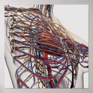 Poster Illustration Médicale Des Artères Du Sein Féminin