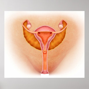 Poster Illustration Médicale Des Organes Génitaux Féminin