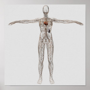 Poster Illustration Médicale Du Système Lymphatique Fémin