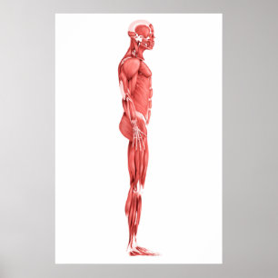 Poster Illustration Médicale Du Système Musculaire Mascul