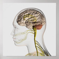 Illustration Médicale Du Système Nerveux Humain 1