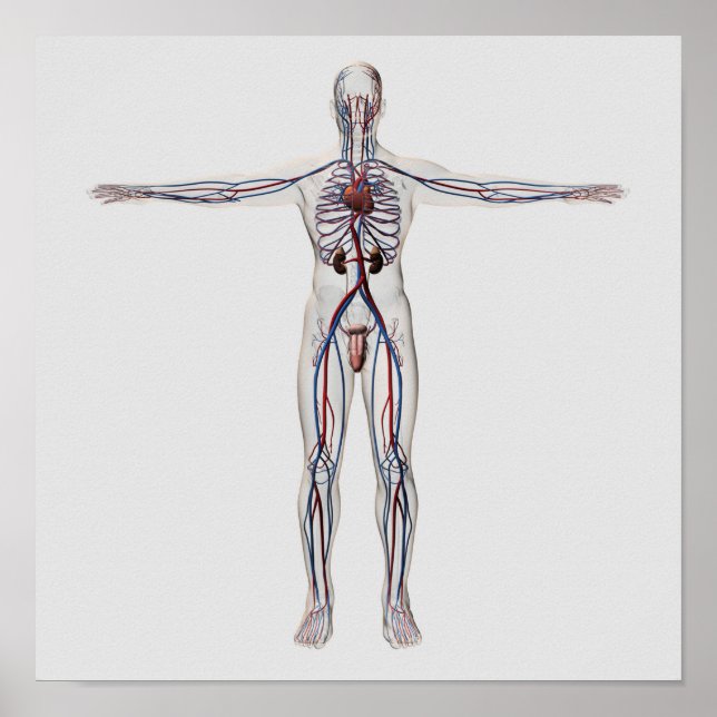 Poster Illustration Médicale : Système de reproduction ma (Devant)